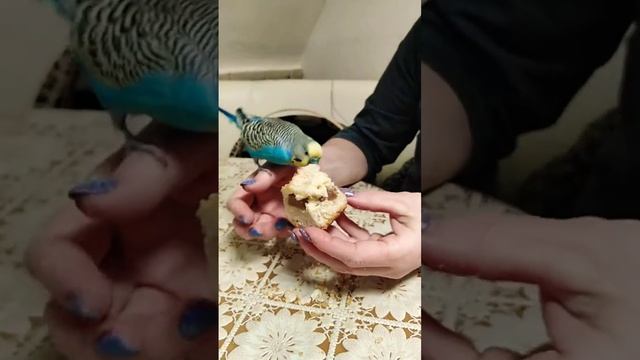Дигустатор