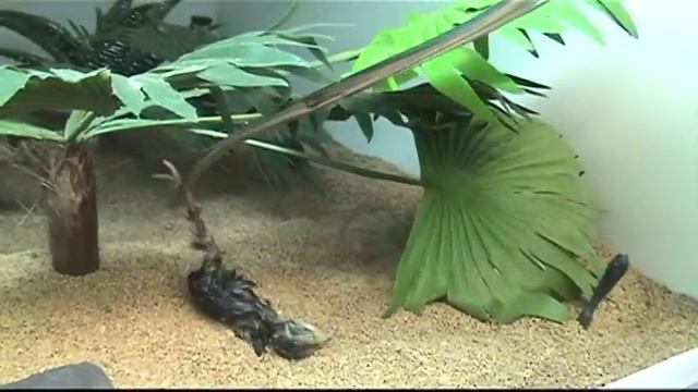 Sand Viper Strikes