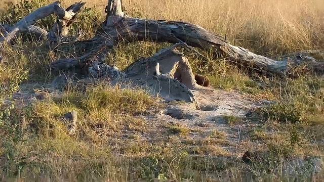 Djuma: Dwarf Mongoose group at small den - 16:16 - 05/25/20