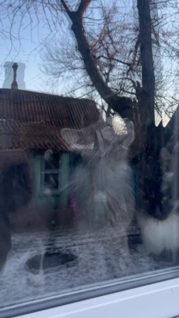 Котики встречают маму