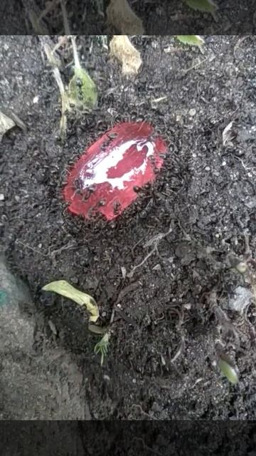 конфета в муравейнике