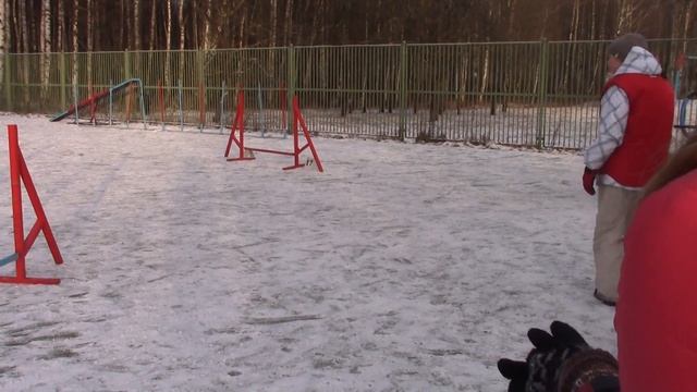 ? метис ? новогодние соревнования по аджилити 02.01.15