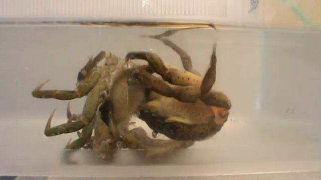Moulting Carcinus