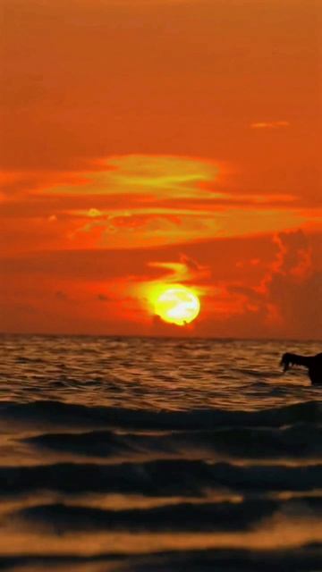 Собака и море