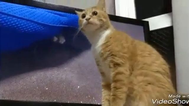 КАКИЕ ЖЕ ОНИ ВСЕ ТАКИ МИЛЫЕ