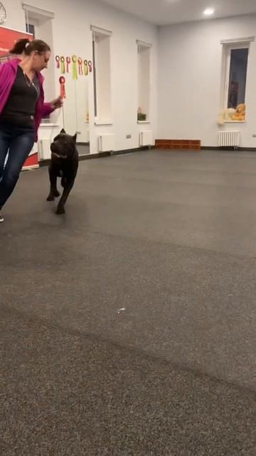 Талисман❤️#tttt #cane #канекорсо #canecorso #canecorsoitaliano #канекорсоитальяно