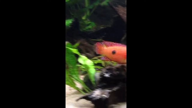 Hemichromis lifalili