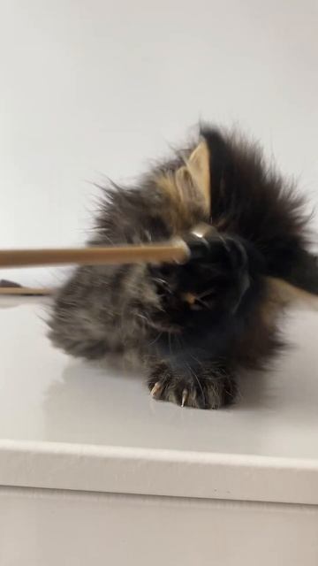 Jimmy ( Джимми) -котик мейн кун, д.р - 19.02.2024 #kitten #catlover #cute #mainecoon #pets