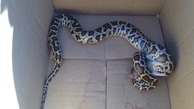 Burmese python feeding