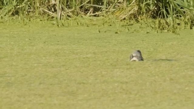 The Living Estuary: River Otters