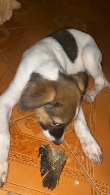 Fried fish #dog #doglover #animals