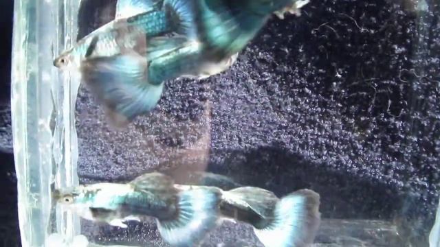 DSCF8173- Северное сияние /одна из линий/ фото2.