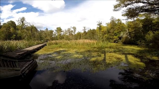 Gator Cam at Old Santee Canal Park