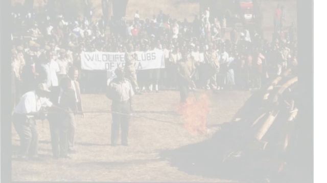 Burn The Bloody Ivory Trade!