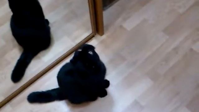 Стойка кота
