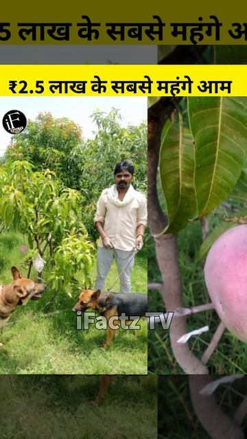 2.5 लाख रुपये किलो वाला आम भारत में 😱 / most expensive mango 😲 / #Shorts