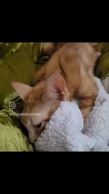 Helen Sanders CatPAWS | From the brink of death, fighting FIP virus