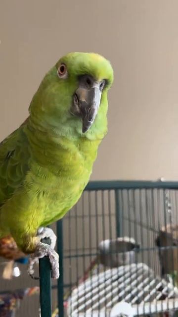 Amazon parrot talking