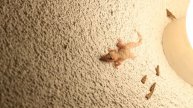 Mediterranean House Gecko Hunting