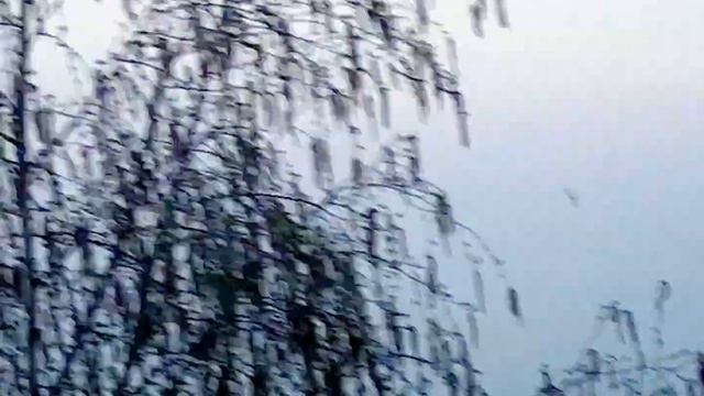 25 апреля - вылет майских жуков.