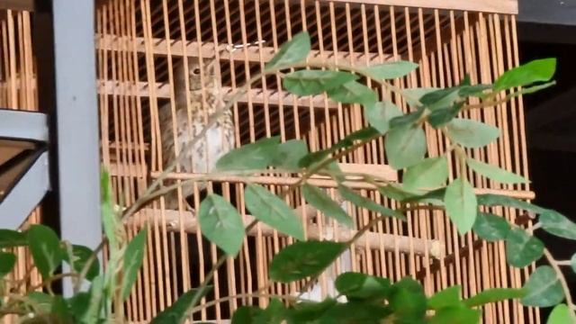 Певчий дрозд.Сайроқи шақ шақ .Turdus Philomelos 22.02.2022 Tashkent