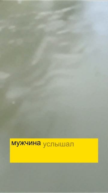 Кенгуру убийца из Австралии