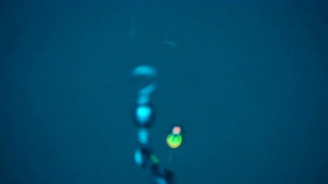 Tataki squid/calamari underwater