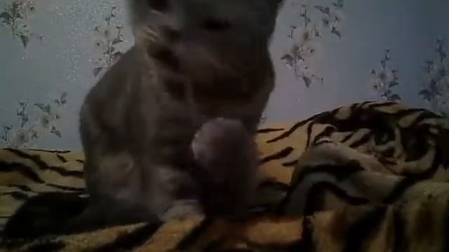 КОШКА СМЕШНО ИГРАЕТ С ТРУБОЧКОЙ | АГАША TV