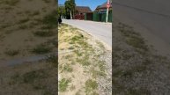 гигантские подсолнухи