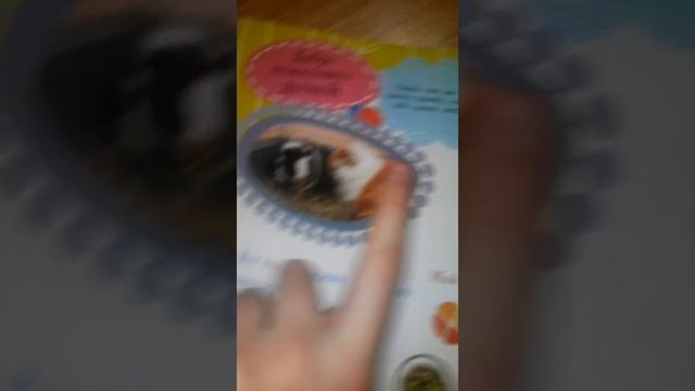 Мои маленькие морские свинки