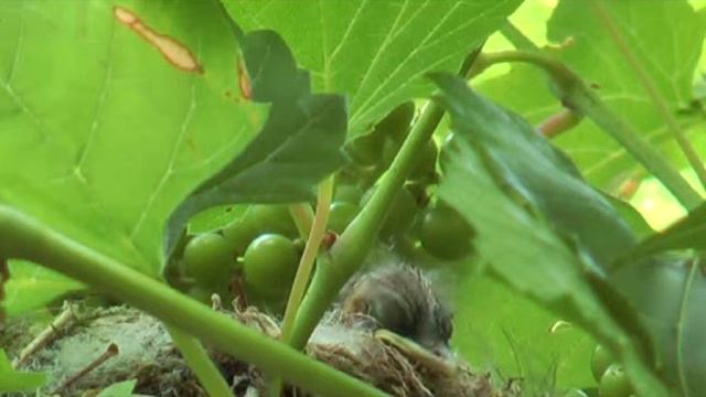 Vogelfütterung 4 Montag Nachmittag 29.06.09 heißer Tag