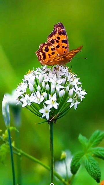 Kupu-Kupu Hinggap di Bunga || Butterfly Perched on Flower