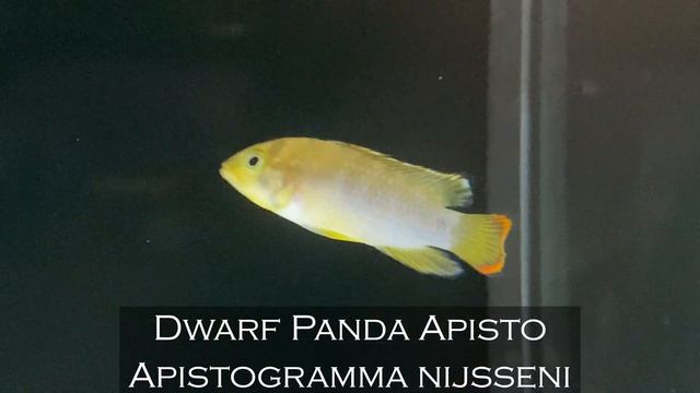 Freshwater Fish Unboxing: Rare Fish Restock