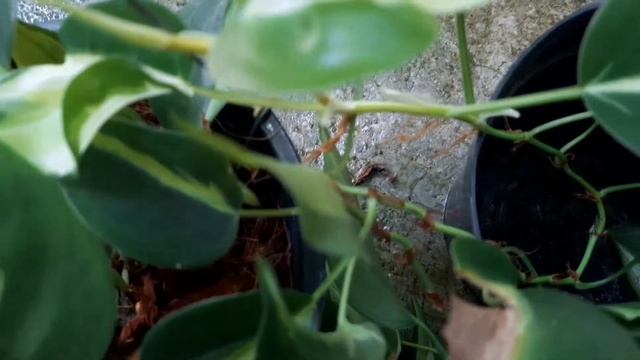 Ep.217 ขยายพันธุ์พลูบราซิลด่าง 3 สี ฟิโลเดนดรอน พลูบราซิลสามสี Philodendron Hederaceum Cream Splash
