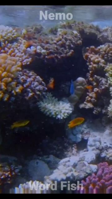 Nemo, Ikan Cantik Peliharaan