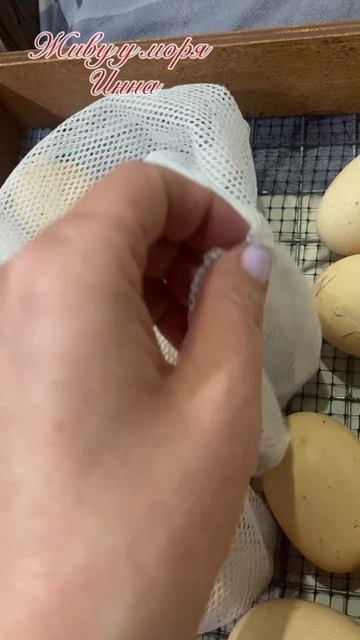 Вывод цыплят из разных семей