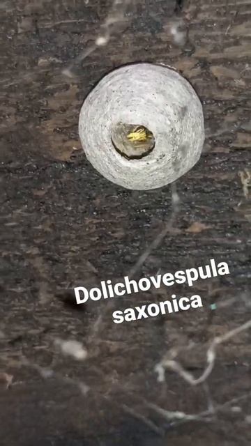 Gniazdo embrionalne osy Dolichovespula saxonica