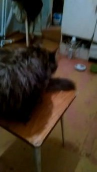 Хозяйка спалила(!)