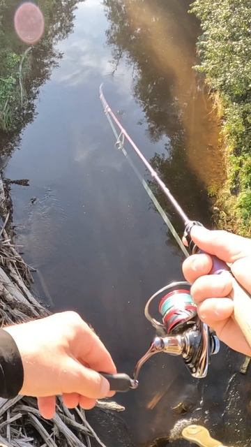 Форель с моста! #shorts #trout #форель #рыбалка