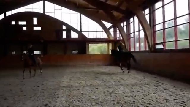 Вестфальский мерин 2009 года, 172 в холке