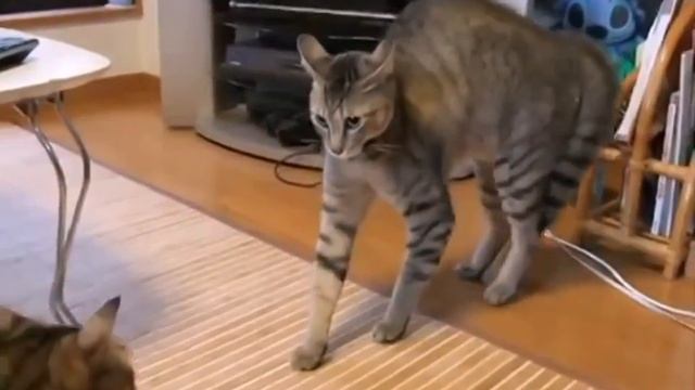 кот не узнал брата)
