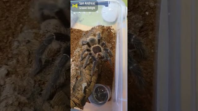 Dont tell me tarantulas cant dance.