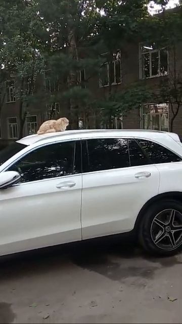 Котик пометил Машину