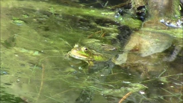 De poelkikker (pelophylax lessonae).