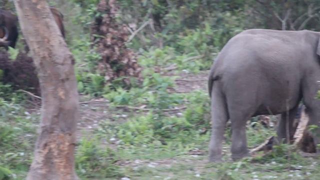 Group of Indian Bison and an Asian Elephant