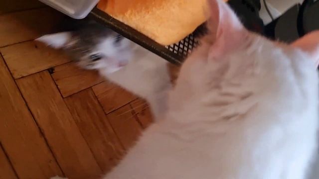 Ландыш и Буба #животные #puppy #кошка #cat