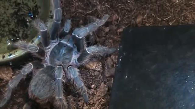 Aphonopelma sp.Guatemala