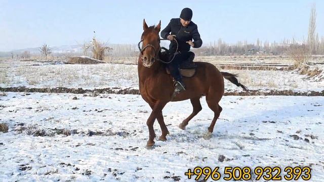 Бу жигитти ЗАКА деп коёт 🔥 чимирилген аттар чыкты 29.12.20