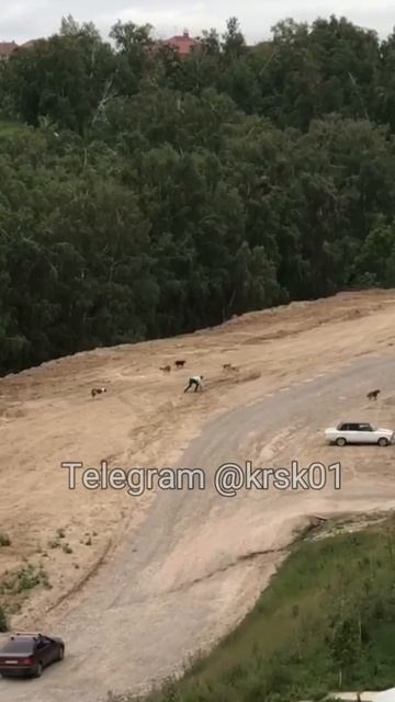 Стая собак нападает на людей в Солнечном