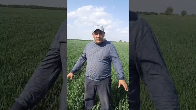 Бугдой етиштириш.   Выращивание пшеницы